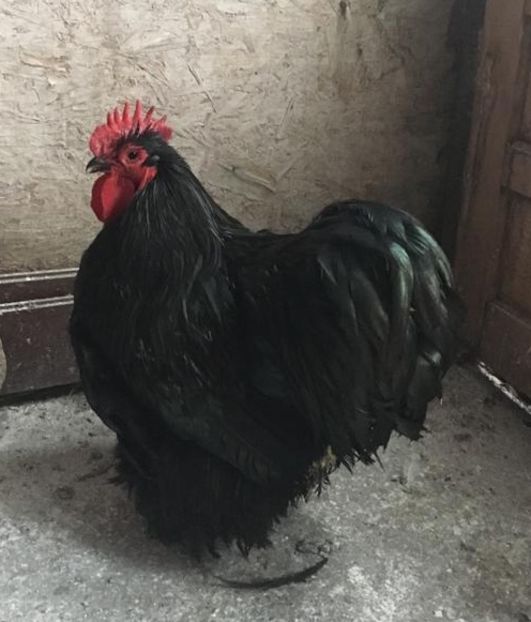 58ED8B79-594F-48AF-9064-5A96B83A79D8 - Orpingto