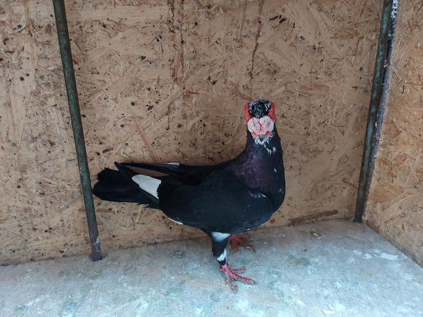  - Indian german 2021