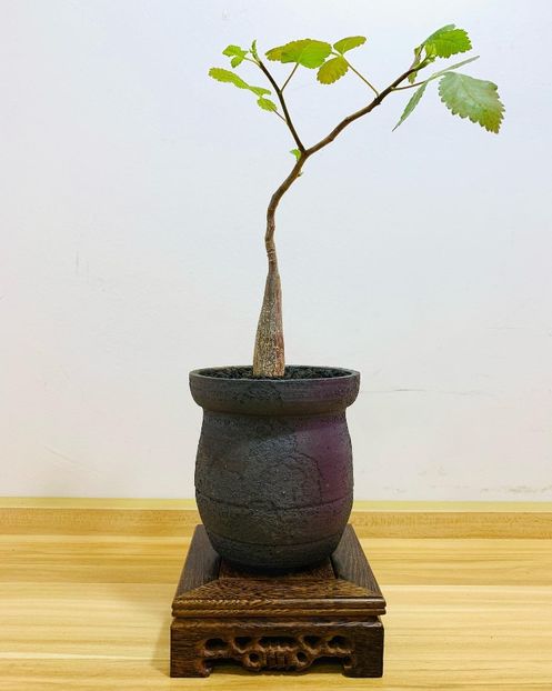 Bursera hindsiana - Vase - aranjamente - accesorii