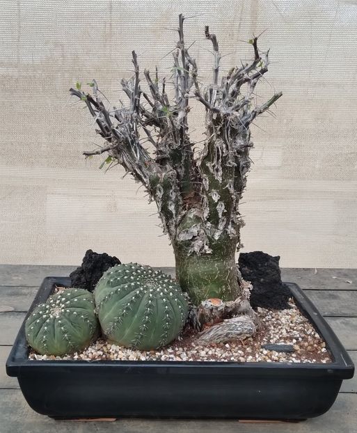 Fouquieria macdougalii - Vase - aranjamente - accesorii