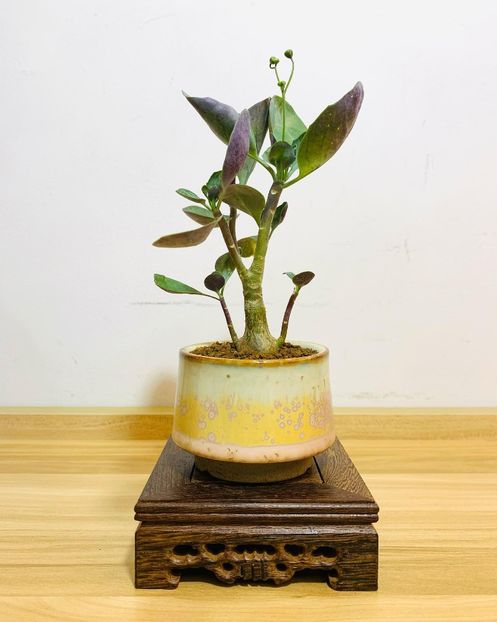 Othonna triplinervia - Vase - aranjamente - accesorii