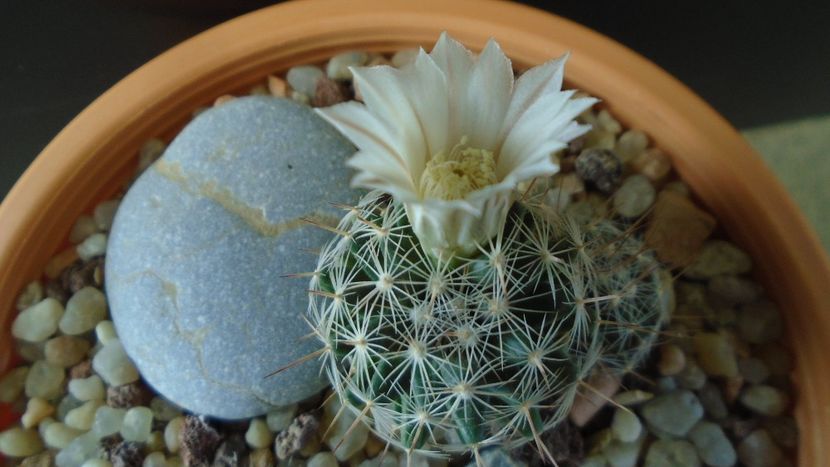 Mammillaria coahuilensis ssp. albiarmata (Schwartzii) - Cactusi 2020 final de an