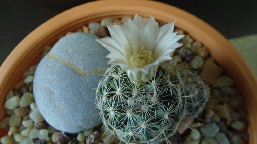 Mammillaria coahuilensis ssp. albiarmata (Schwartzii) - Cactusi 2020 final de an