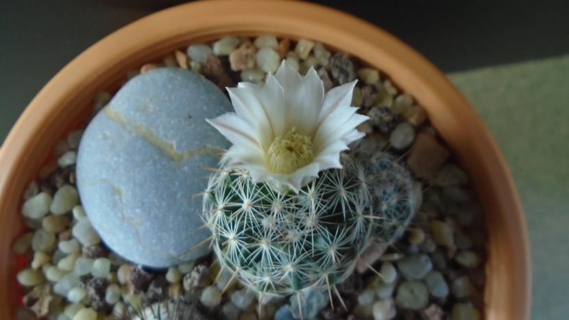 Mammillaria coahuilensis ssp. albiarmata (Schwartzii) - Cactusi 2020 final de an