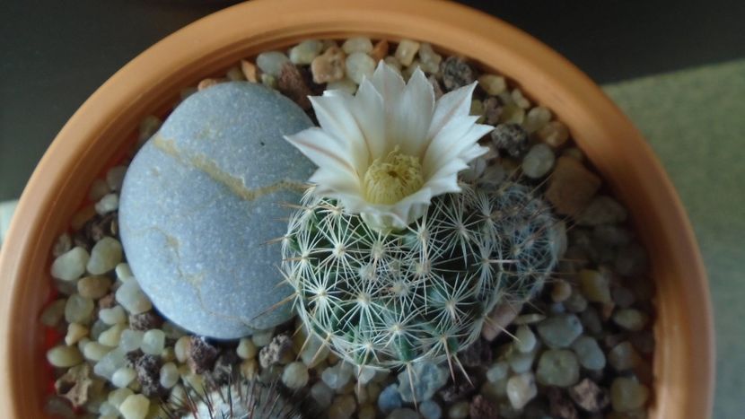 Mammillaria coahuilensis ssp. albiarmata (Schwartzii) - Cactusi 2020 final de an