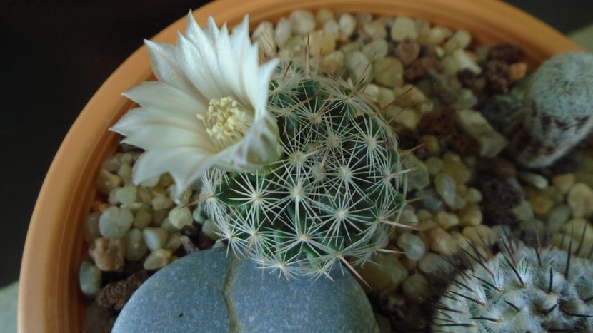 Mammillaria coahuilensis ssp. albiarmata (Schwartzii) - Cactusi 2020 final de an