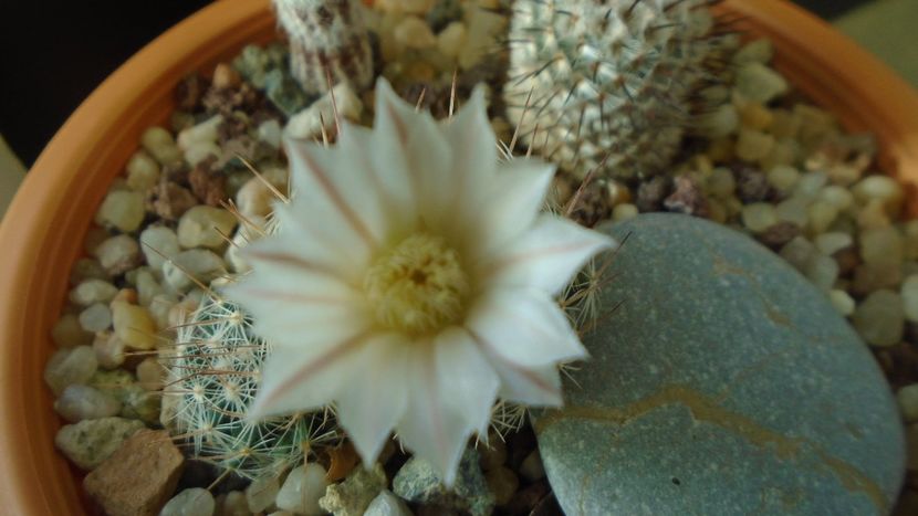 Mammillaria coahuilensis ssp. albiarmata (Schwartzii) - Cactusi 2020 final de an