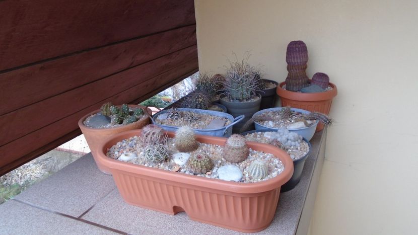 Cactusi rezistenti la frig - Cactusi 2020 final de an