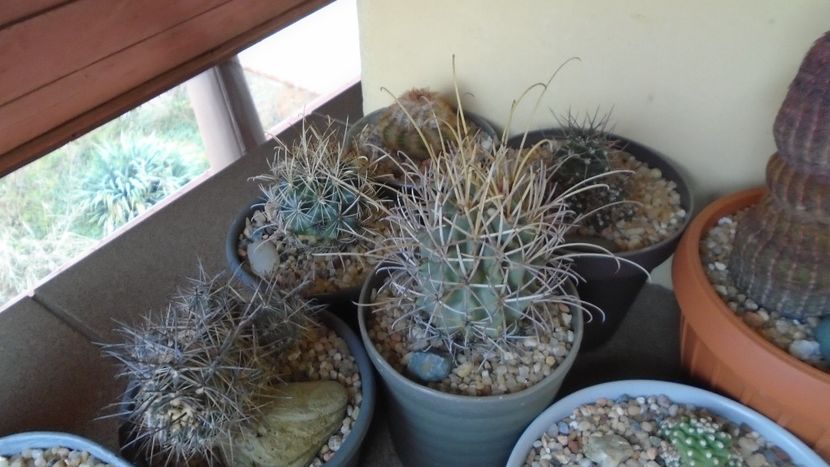 Cactusi rezistenti la frig - Cactusi 2020 final de an