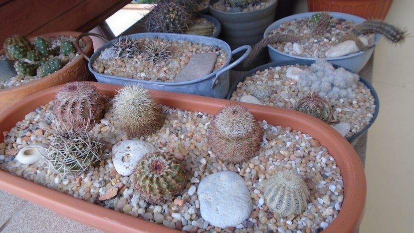 Cactusi rezistenti la frig - Cactusi 2020 final de an