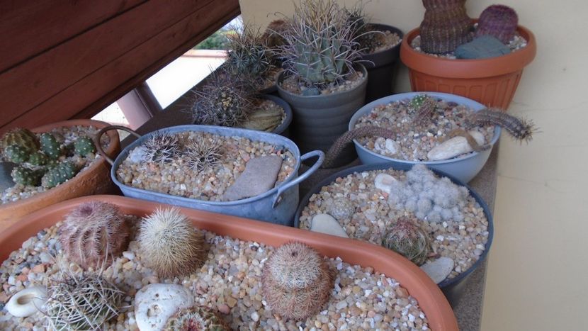 Cactusi rezistenti la frig - Cactusi 2020 final de an