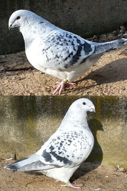 PL/19-U565 - a- SAMICZKI -Females