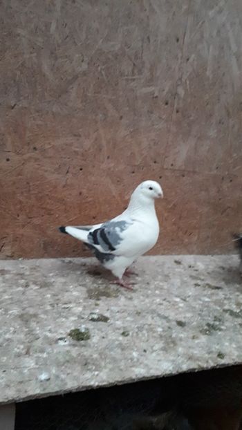 Masc 2020 - Porumbei vanduti