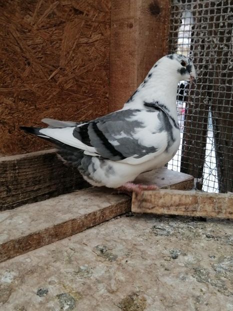 Fem 2020 - Porumbei vanduti