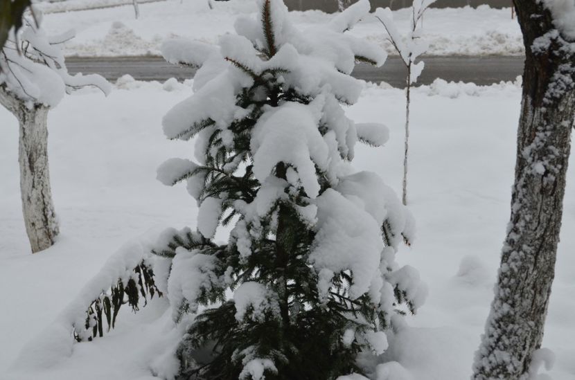  - dragostea  de natura