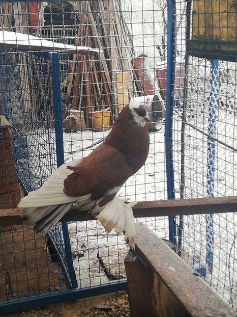 Mascul - Porumbei incaltati_tapalagosi