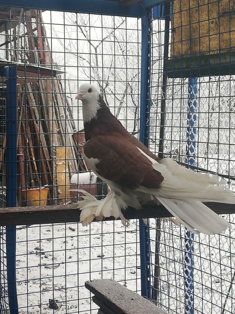 Femelă - Porumbei incaltati_tapalagosi