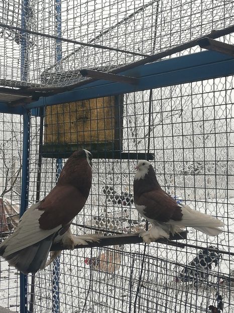 Pereche 2021 - Porumbei incaltati_tapalagosi