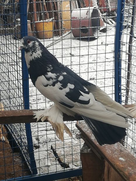 Mascul - Porumbei incaltati_tapalagosi