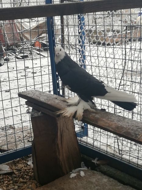 Femelă - Porumbei incaltati_tapalagosi