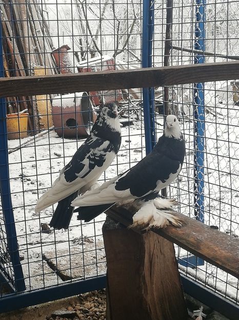 Pereche 2021 - Porumbei incaltati_tapalagosi