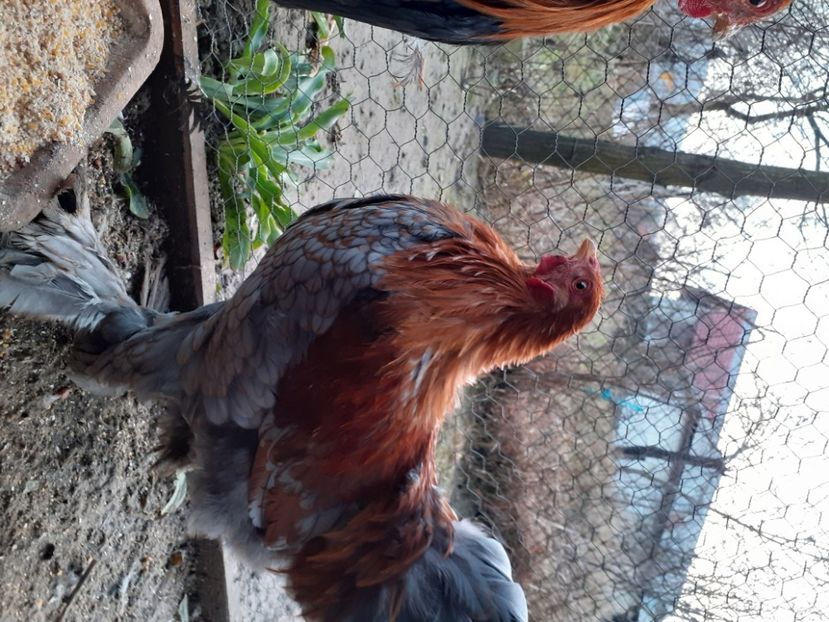  - Brahma pitic potarnichiu pe albastru