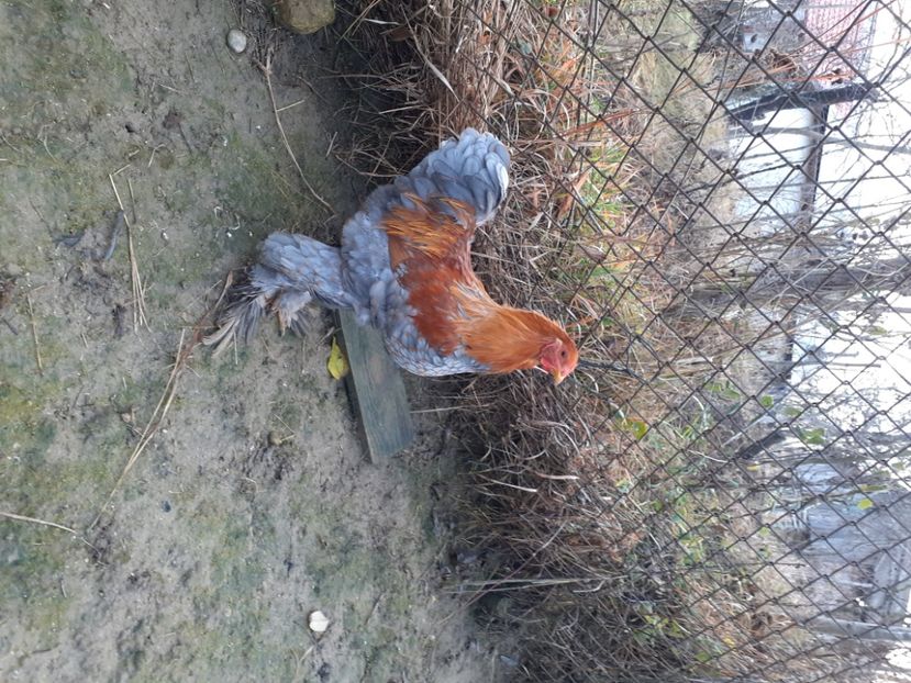  - Brahma pitic potarnichiu pe albastru