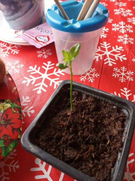 Plantuta - Poncirus trifoliata