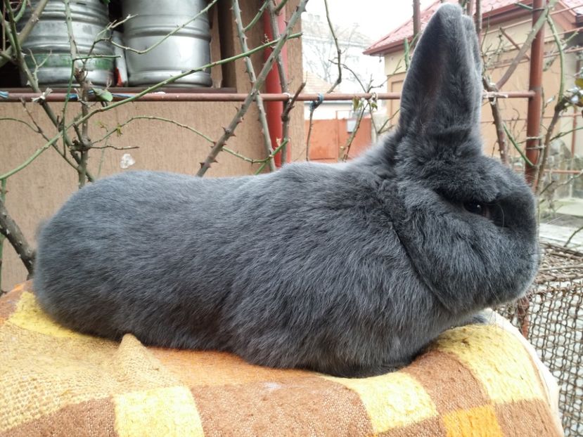  - Albastru Wienez masc 3