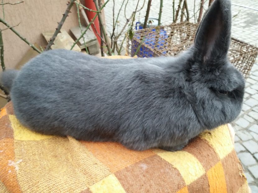  - Albastru Wienez masc 3