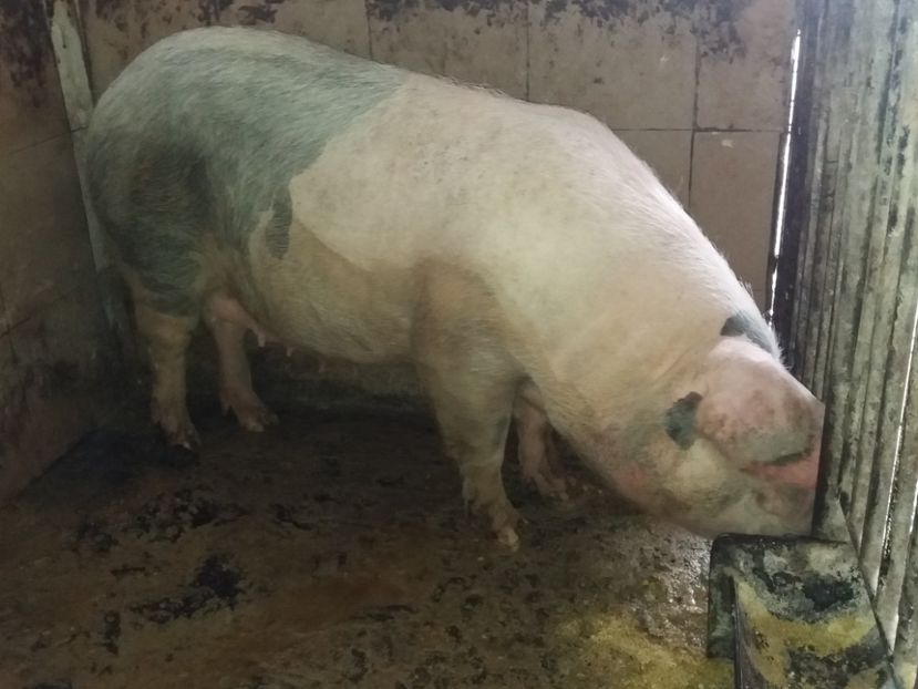 22.11.2020 !! - PORCI 2021