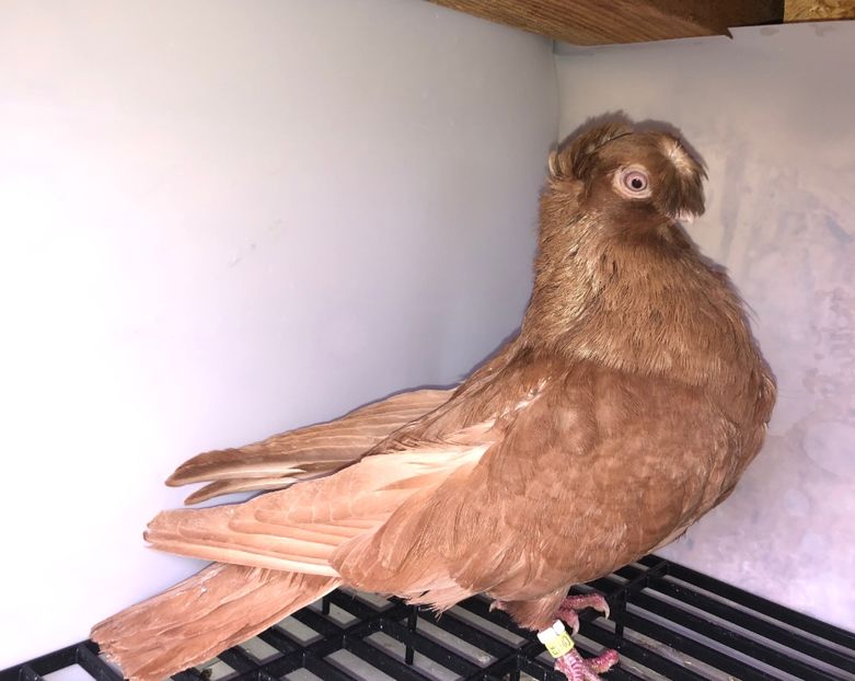 5871  mascul  2017 - A - perechi 2022