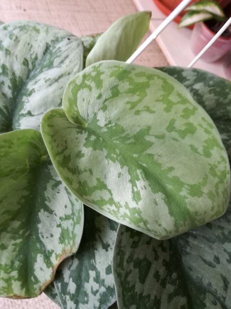 scindapsus pictus trebie - achizitii 2020