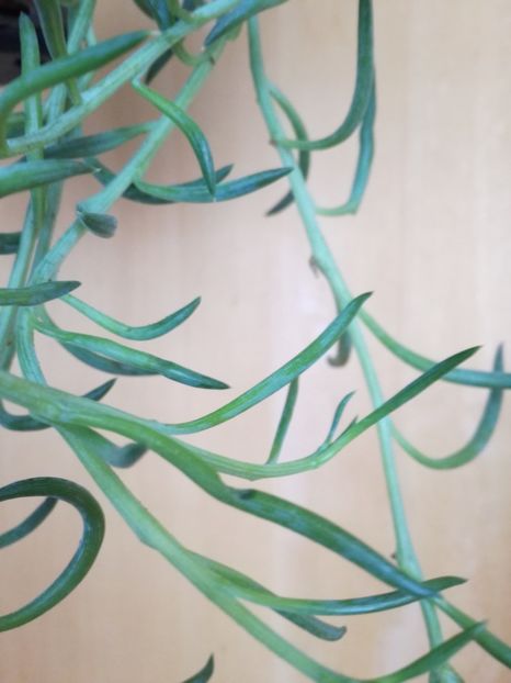 senecio  string of bananas - achizitii 2020