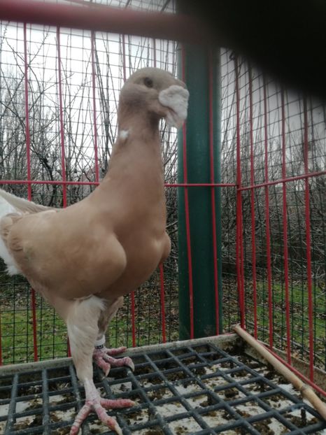 1-0,D,2016,vindut - De vanzare 2021