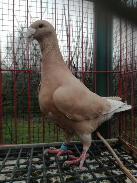 0-1,D,2016,vinduta - De vanzare 2021