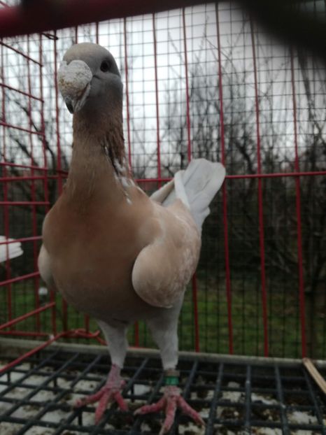 1-0,2019vindut, - De vanzare 2021