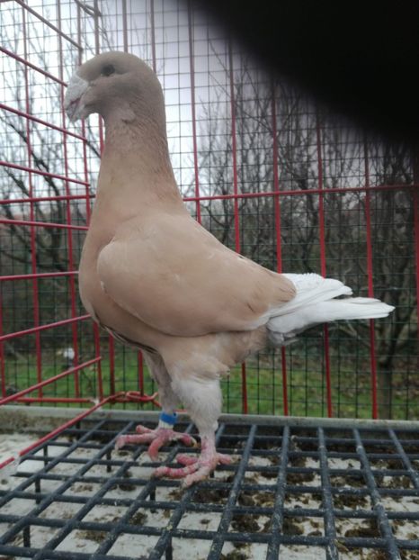 0-1,D.,2015,vinduta - De vanzare 2021