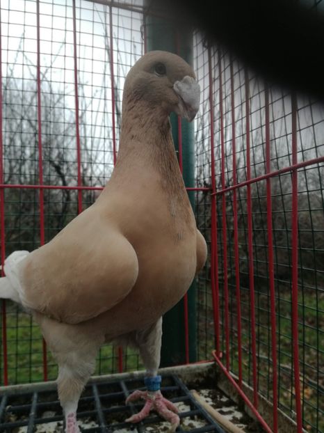 0-1.2018,vinduta - De vanzare 2021