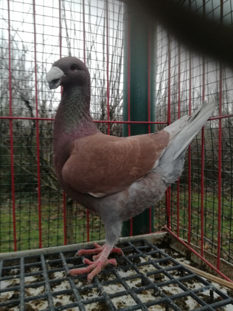 0-1,2020 - De vanzare 2021