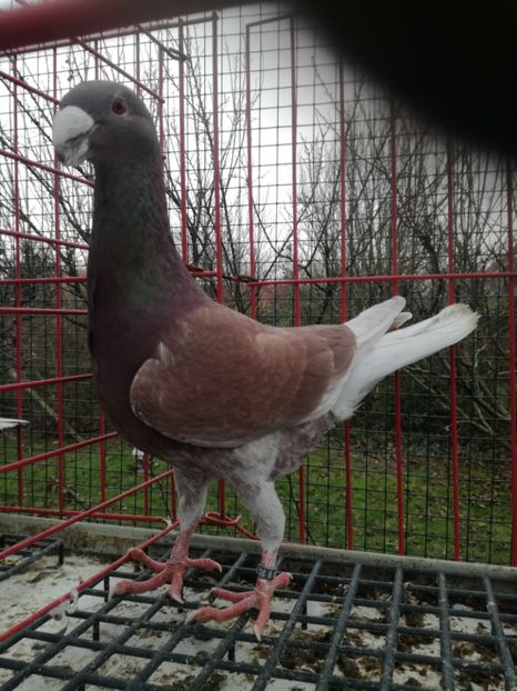 1-0,2020 - De vanzare 2021