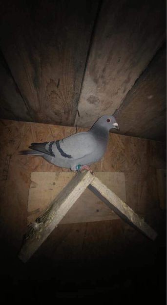 FEFD3BC4-F014-45D5-A158-8709FAAB90F6 - De vânzare