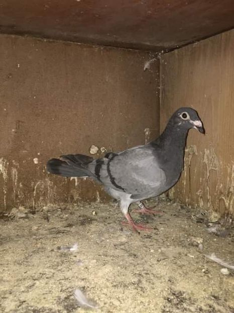 10CEBAD0-EA06-4ADC-9F71-5055C1C80799 - De vânzare