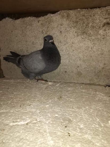 E5BFFBA3-D7EA-47C2-BCF4-5A0AC70D7204 - De vânzare