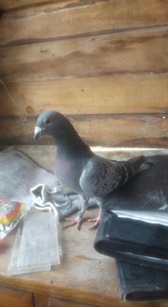 732B3652-F9C6-4ACF-A4CF-A8D253503C1D - De vânzare