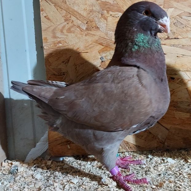  - 3---AGH DAȚI 2019 - 2025