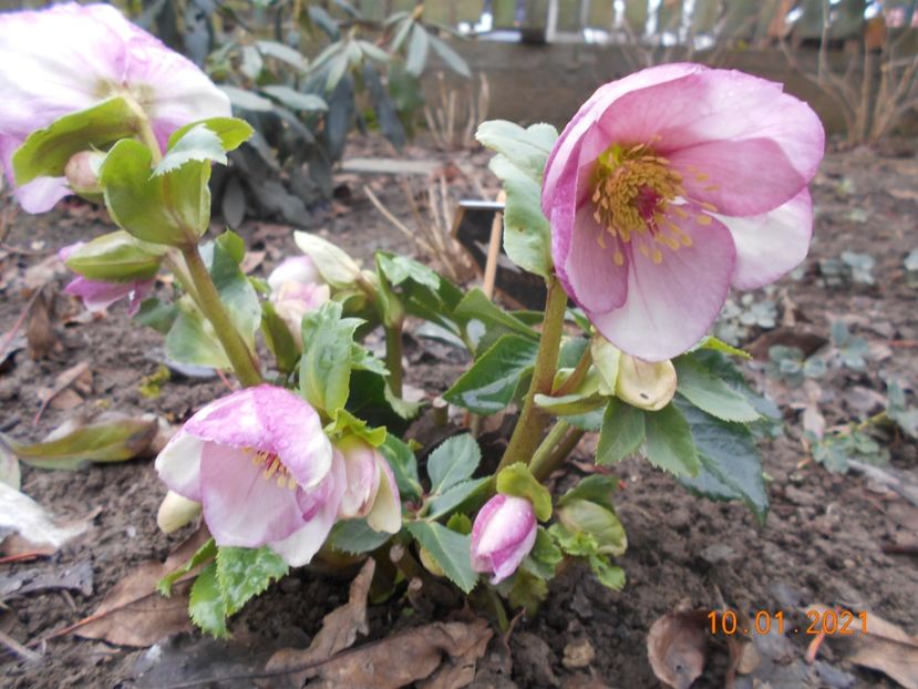 Liara - 02 Azalee-rhododendroni-heleborusi-hortensii-hoste 2021