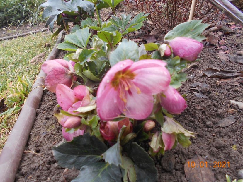 Madame Lemonier - 02 Azalee-rhododendroni-heleborusi-hortensii-hoste 2021