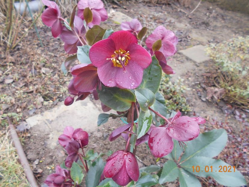 Ice n roses red - 02 Azalee-rhododendroni-heleborusi-hortensii-hoste 2021