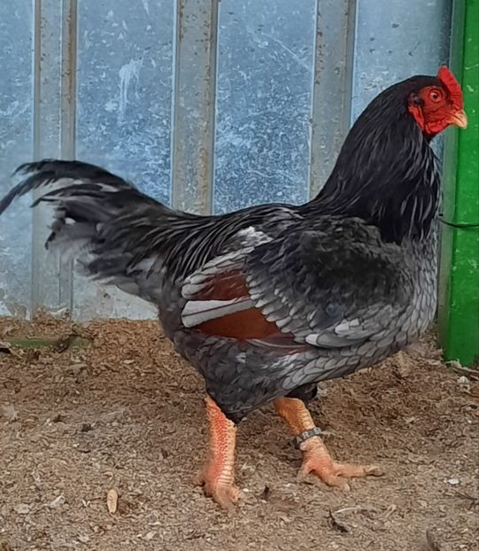  - Combatant indian talie mare Matca 2021